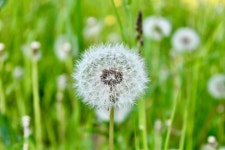 민들레 잔디 식물 - Pixabay의 무료 사진 - Pixabay 민들레 잔디 식물 - Pixabay의 무료 사진