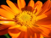 1,000+ Free Gerberas & Nature Photos - Pixabay