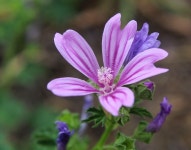 9 beautiful photo results - Pixabay