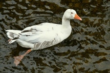 Bird Ornithology Goose - Free photo on Pixabay Free Image on Pixabay - Bird, Ornithology, Goose, Species
