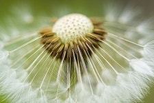 500+ Free Blowball & Nature Photos - Pixabay