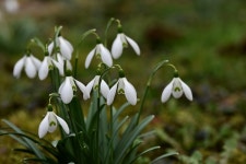 600+ Free Herbaceous & Nature Photos - Pixabay