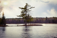 호수 나무 숲 - Pixabay의 무료 사진