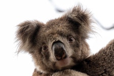 Koala Bear Australian - Free photo on Pixabay