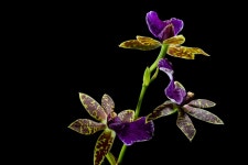 400,000+ Free Orchid Flower & Orchid Photos - Pixabay