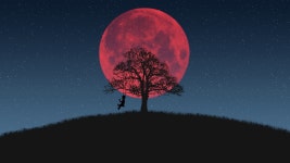 Download Swing, Red Moon, Tree. Royalty-Free Stock Illustration Image - Pixabay Download Swing, Red Moon, Tree. Royalty-Free... 