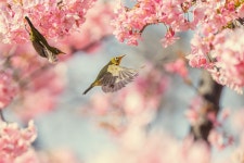 300,000+ Free Bird-Cherry-Blossom & Nature Photos - Pixabay