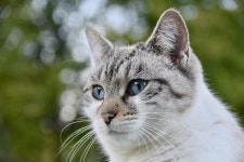 400+ Free Pussy & Nature Photos - Pixabay