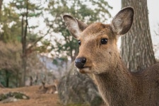Sika Deer Nara Park - Free photo on Pixabay