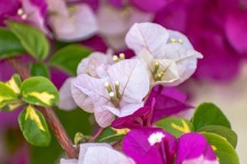 900+ Free Bougainvillea & Nature Photos - Pixabay