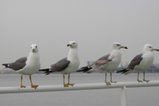 갈매기 바다새 Waterfowls - Pixabay의 무료 사진