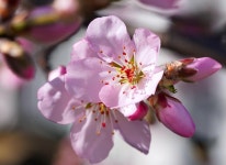 400,000+ Free Almond Flowers & Almond Images - Pixabay