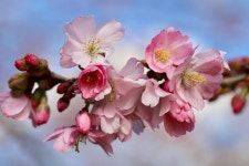 Spring Cherry Blossom - Free photo on Pixabay