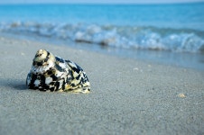 껍데기 대양 바다 - Pixabay의 무료 사진 - Pixabay 껍데기 대양 바다 - Pixabay의 무료 사진