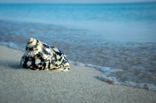 껍데기 대양 바다 - Pixabay의 무료 사진