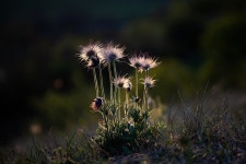 Flowers Cow Bells Plants - Free photo on Pixabay