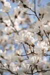 Flower Magnolia Tree - Free photo on Pixabay