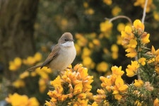 Wild Bird Yellow Wagtail Motacilla - Free photo on Pixabay