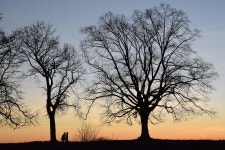 Sunset Trees Silhouette - Free photo on Pixabay