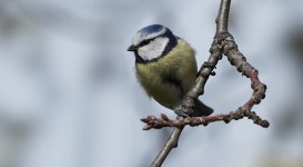 Blue Tit Bird Ornithology - Free photo on Pixabay