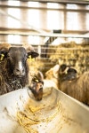 Page 9 - 10,000+ Free Sheep Wool & Sheep Images - Pixabay