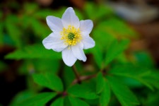 꽃 나뭇잎 블 룸 푸른 - Pixabay의 무료 사진