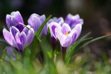 100,000개 이상 무료 봄 깨우기 및 자연 사진 - Pixabay