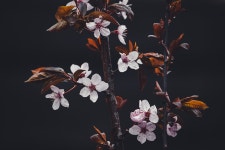 300,000+ Free Tree Blossoms & Spring Photos - Pixabay