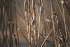 20+ Free Bluethroat & Bird Photos - Pixabay
