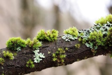 Green Moss Plant - Free photo on Pixabay - Pixabay Green Moss Plant - Free photo on Pixabay