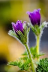 Bud Stalk Flower Garden - Free photo on Pixabay