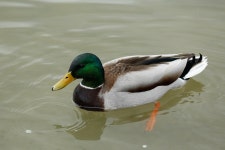 Bird Ornithology Duck - Free photo on Pixabay