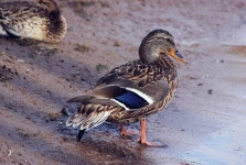 Duck Bird Ornithology - Free photo on Pixabay