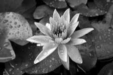 Flower Lotus Raindrop - Free photo on Pixabay