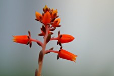 Flower Succulent Plant - Free photo on Pixabay