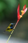 40+ Free Olive-Backed Sunbirds & Sunbird Images - Pixabay