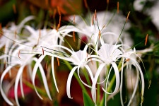 100,000+ Free Red Spider Lily & Spider Photos - Pixabay