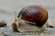 Snail Slow Mollusk - Free photo on Pixabay