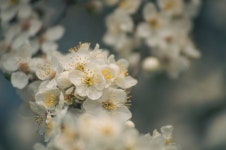 400,000+ Free Flower Blossom & Nature Photos - Pixabay