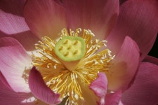 Flowers Lotus Botany - Free photo on Pixabay