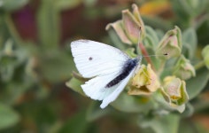 Butterfly Moth Flower - Free photo on Pixabay