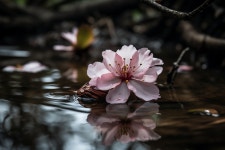 50,000+ Free Art Flower & Nature Photos - Pixabay
