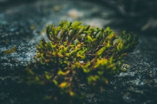 이끼 초록 식물 - Pixabay의 무료 사진 - Pixabay 이끼 초록 식물 - Pixabay의 무료 사진