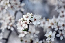 Tree Branch Flower - Free photo on Pixabay