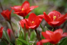 Flowers Tulip Red - Free photo on Pixabay
