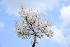 Blue Clouds Branch - Free photo on Pixabay