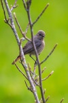 6,000+ Free Common Redstart & Nature Photos - Pixabay