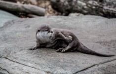 Otter Animal Pond - Free photo on Pixabay