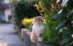 70,000+ Free Long-Haired Cat & Cat Photos - Pixabay