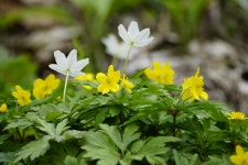 3,000+ Free Anemone Ranunculoides & Anemone Images - Pixabay